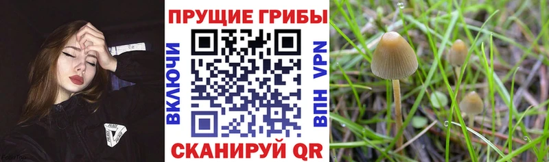 Галлюциногенные грибы Psilocybe  MEGA   Ярцево  где можно купить наркотик 
